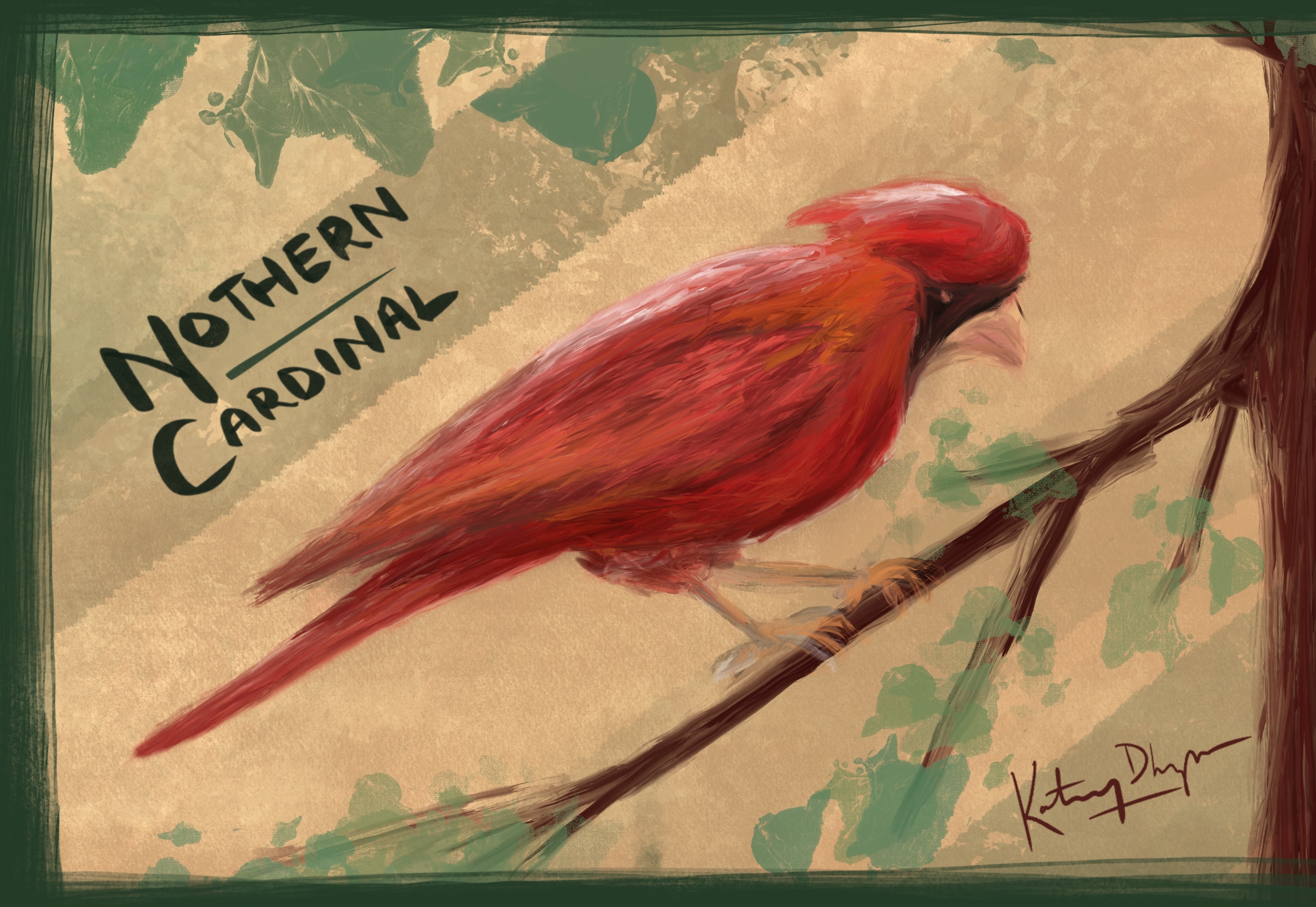 Northern Cardinal